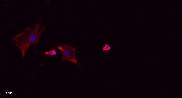 Immunofluorescence analysis of A549