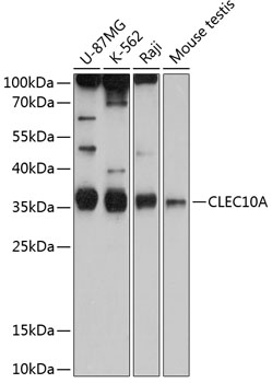 Western blot analysis of extracts of various cell lines, using CD301/CLEC10A antibody  at 1:1000 dilution