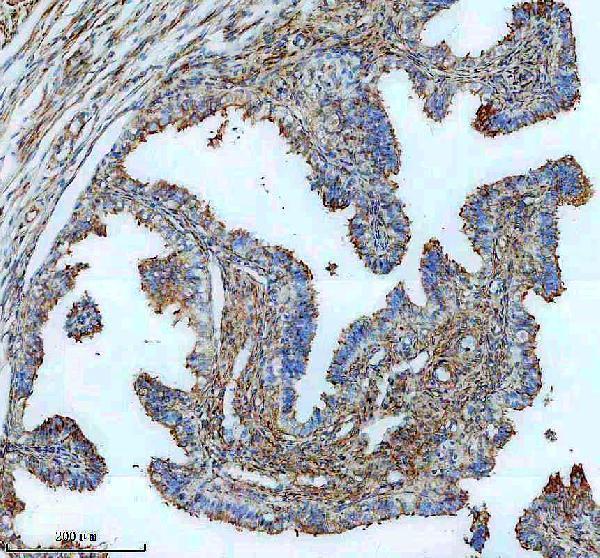 a09935 drc1 primary antibodies ihc testing 2