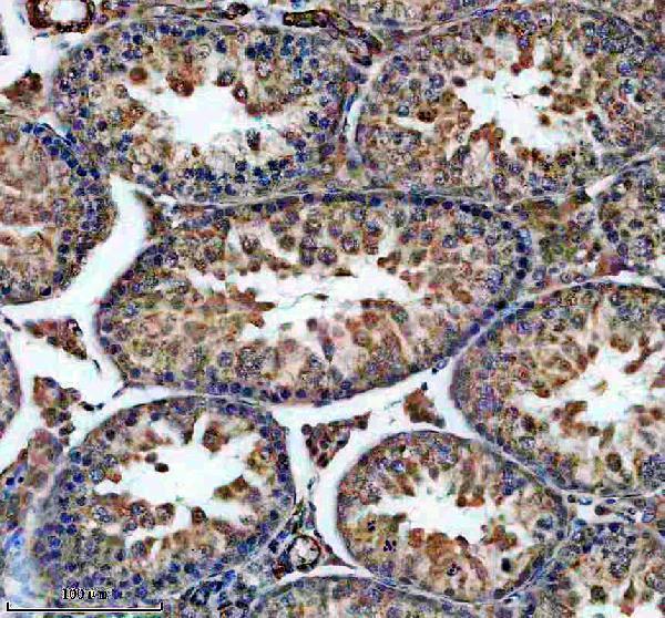 a09935 drc1 primary antibodies ihc testing 3