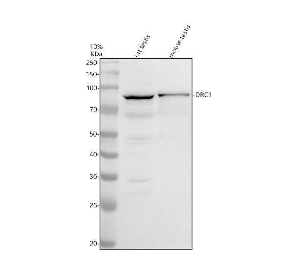 a09935 drc1 primary antibodies wb testing 1