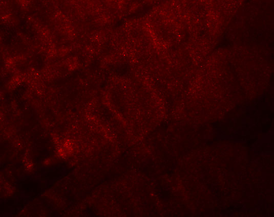 a09936 ranbp10 primary antibodies if testing 3