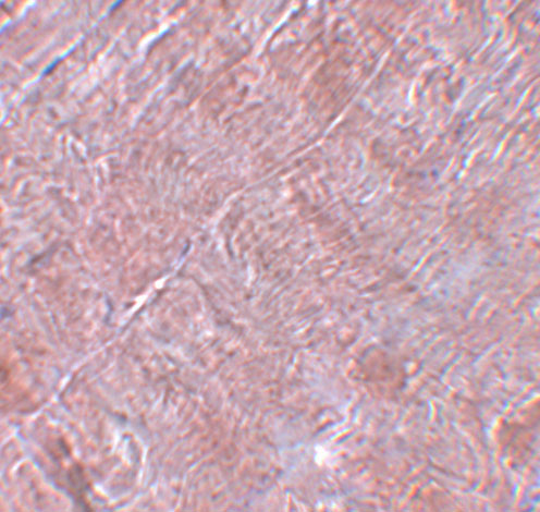 a09936 ranbp10 primary antibodies ihc testing 2