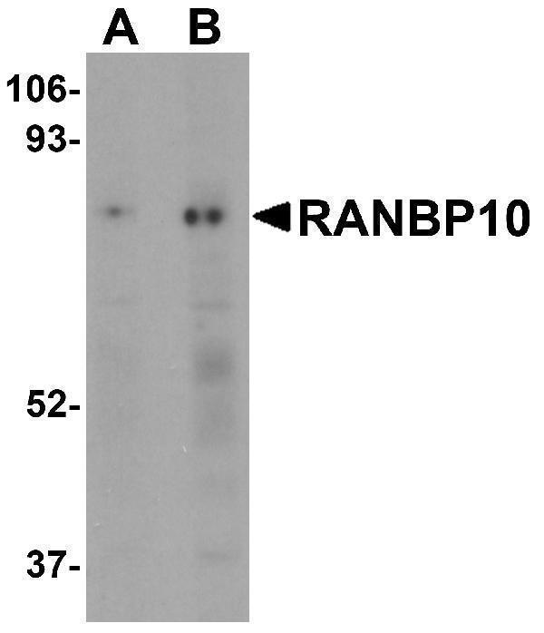 a09936 ranbp10 primary antibodies wb testing 1