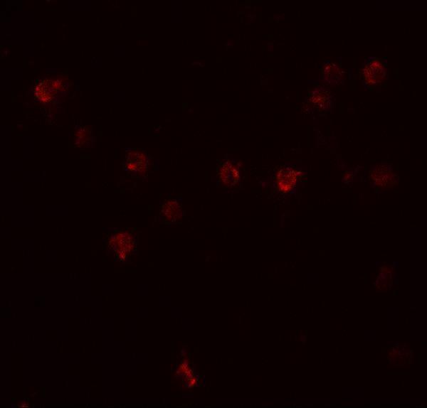 Immunofluorescence of DDX60 in A20 cells with DDX60 antibody at 20 μg/mL