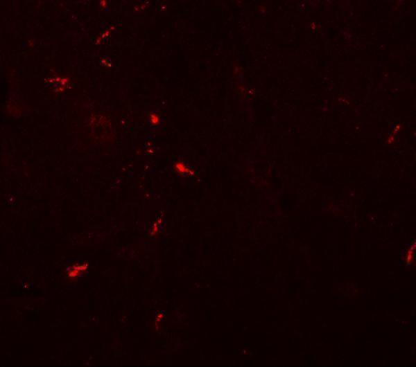 a09941 draxin primary antibodies if testing 3