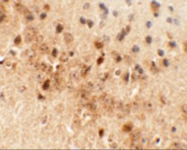 a09941 draxin primary antibodies ihc testing 2