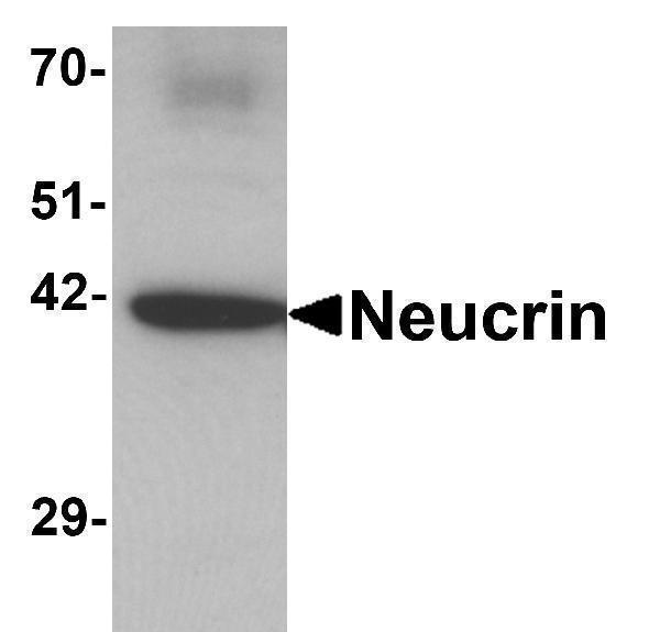 a09941 draxin primary antibodies wb testing 1