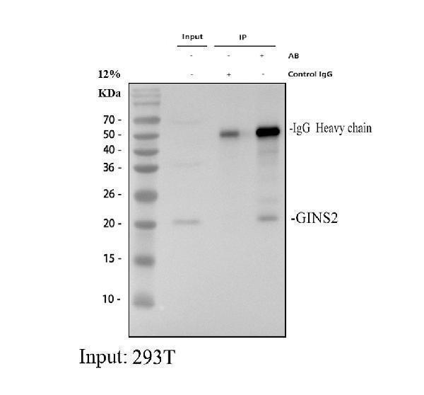 a09943 3 gins2 primary antibodies ip testing 1