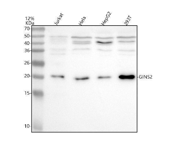 a09943 3 gins2 primary antibodies wb testing 1