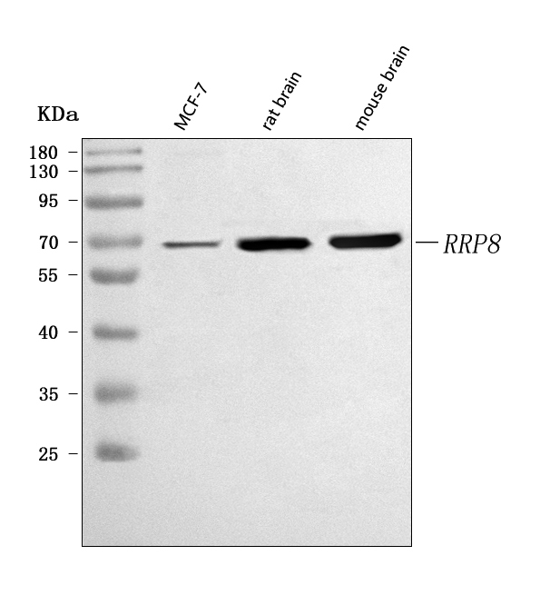  Western blot analysis of RRP8 using anti-RRP8 antibody (A09950-2)