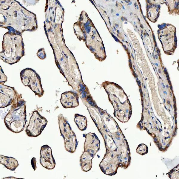 a09955 1 sec23ip primary antibodies ihc testing 10