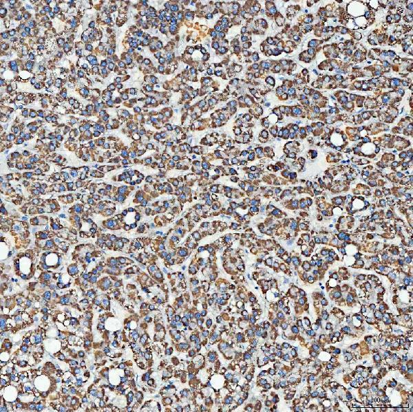 a09955 1 sec23ip primary antibodies ihc testing 8