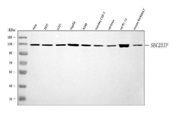  Western blot analysis of SEC23IP using anti-SEC23IP antibody (A09955-1)
