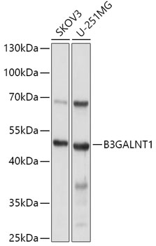 Western blot analysis of extracts of various cell lines, using B3GALNT1 antibody  at 1:1000 dilution