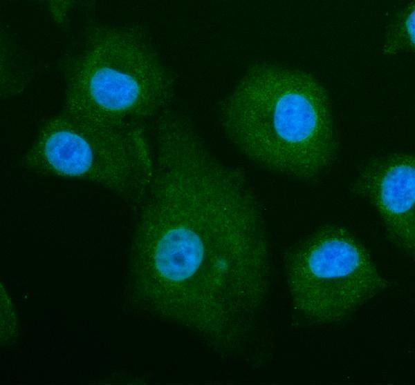 a09961 1 phf23 primary antibodies if testing 2