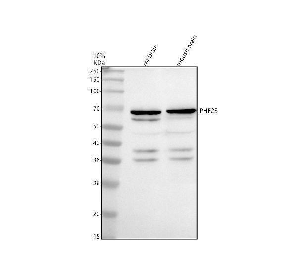 Western blot analysis of PHF23 using anti-PHF23 antibody (A09961-1)