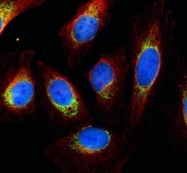 a09965 1 chchd6 primary antibodies if testing 1