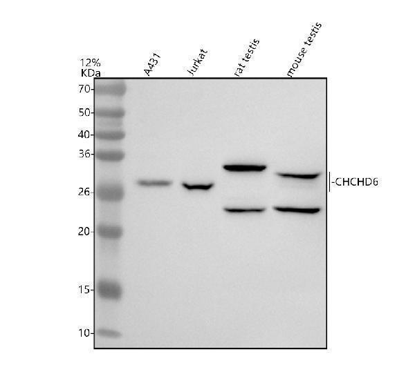 a09965 1 chchd6 primary antibodies wb testing 1