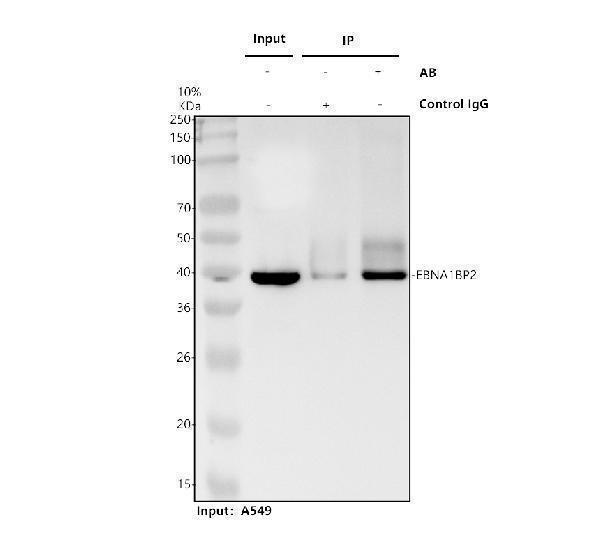 a09966 1 ebna1bp2 primary antibodies ip testing 1