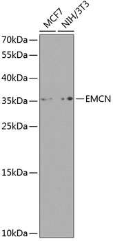Western blot analysis of extracts of various cell lines, using Endomucin antibody  at 1:1000 dilution