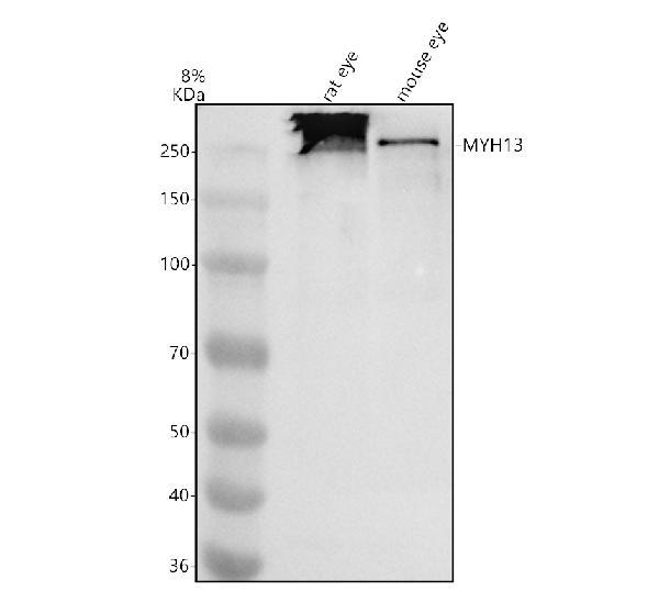 a09972 1 myh13 primary antibodies wb testing 1