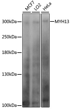 Western blot analysis of extracts of various cell lines, using MYH13 antibody