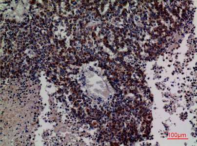 a09974 eci1 primary antibodyes ihc testing 3