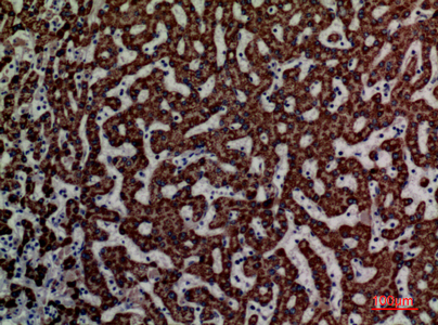 a09974 eci1 primary antibodyes ihc testing 4
