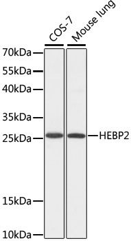 a09978 hebp2 primary antiboties wb testing 1