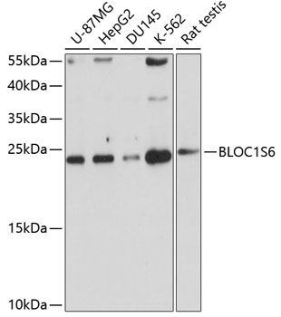 Western blot analysis of extracts of various cell lines, using BLOC1S6 antibody  at 1:1000 dilution