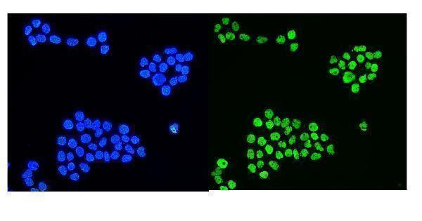 a09982 1 hnrnpd primary antibodies if testing 8