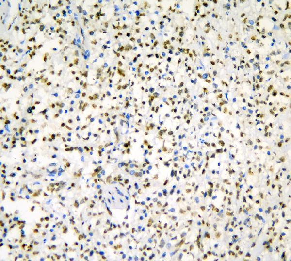 a09982 1 hnrnpd primary antibodies ihc testing 3