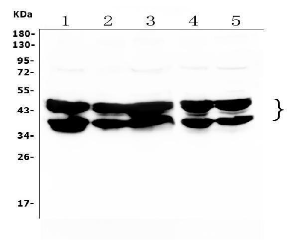 a09982 1 hnrnpd primary antibodies wb testing 1
