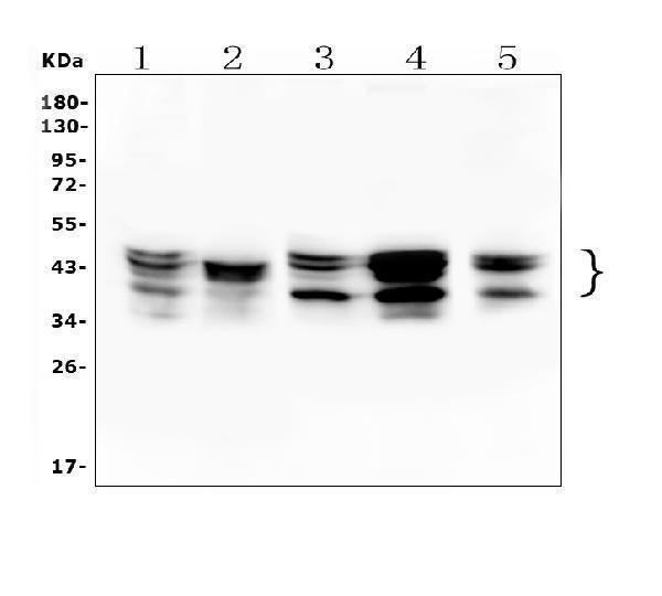 a09982 1 hnrnpd primary antibodies wb testing 2