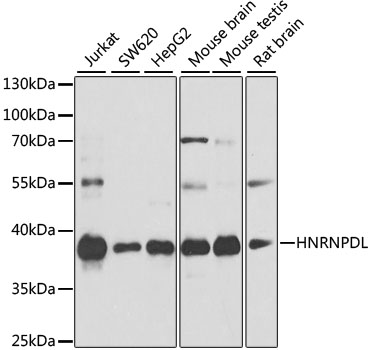 Western blot analysis of extracts of various cell lines, using HNRNPDL antibody  at 1:1000 dilution