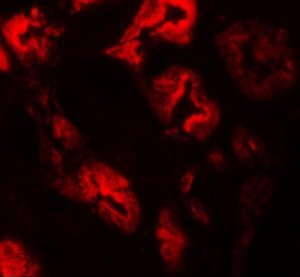 Immunofluorescence of ZNF346 in human kidney tissue with ZNF346 antibody at 20 μg/mL