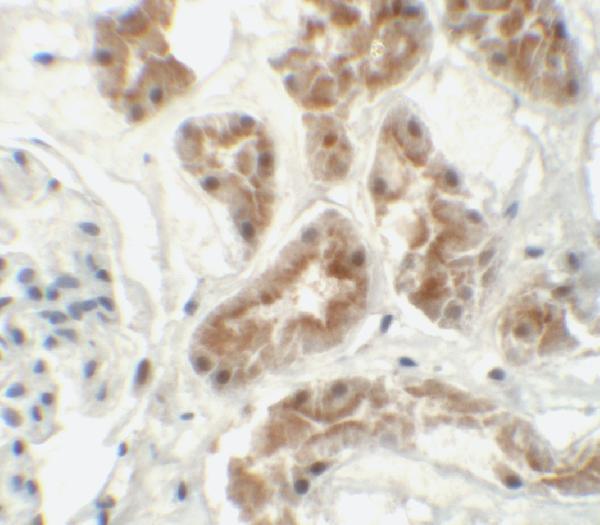 Immunohistochemistry of ZNF346 (CT) in human kidney tissue with ZNF346 (CT) antibody at 5 μg/mL