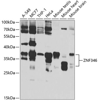Western blot analysis of extracts of various cell lines, using ZNF346 antibody  at 1:1000 dilution
