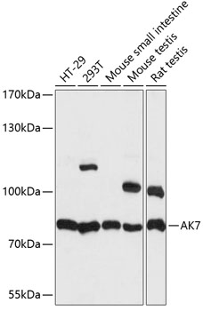 Western blot analysis of extracts of various cell lines, using AK7 antibody  at 1:1000 dilution