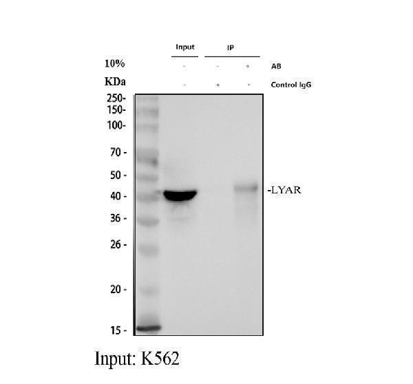 Immunoprecipitating (IP) LYAR in K562 whole cell lysate