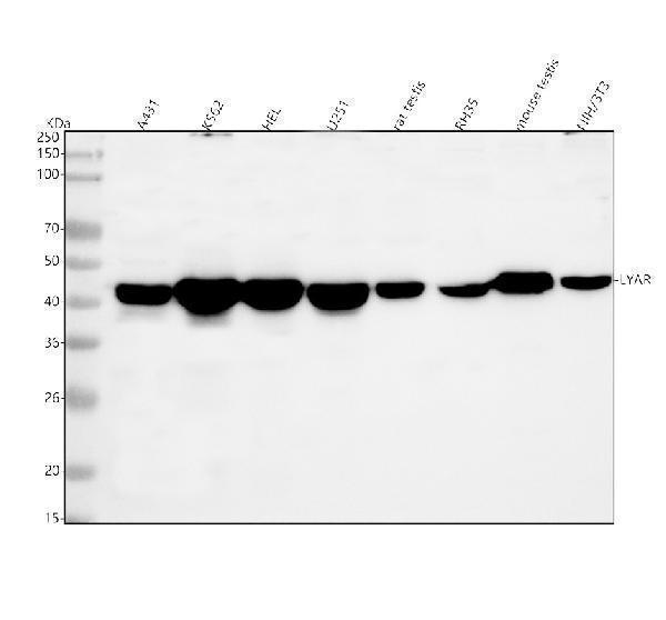  Western blot analysis of LYAR using anti-LYAR antibody (A09986-2)