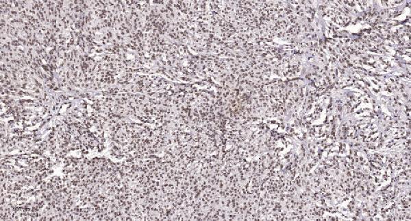 a09986 lyar primary antibodies ihc testing 1