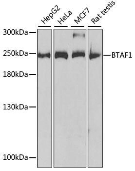 a09988 btaf1 primary antiboties wb testing 1