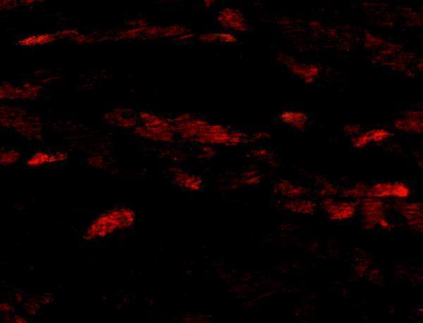 Immunofluorescence of Neuritin in Mouse Heart cells with Neuritin antibody at 20 μg/mL