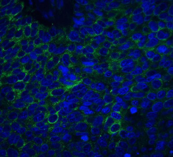 a09989 nrn1 primary antibodies if testing 5
