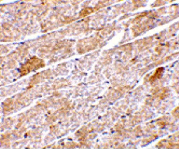 Immunohistochemistry of Neuritin in mouse heart tissue with Neuritin antibody at 5 μg/mL