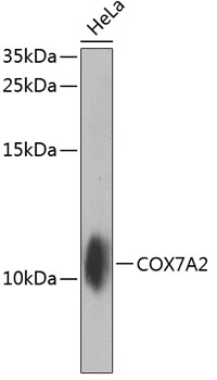 Western blot analysis of extracts of HeLa cells, using COX7A2 antibody  at 1:1000 dilution