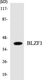 Western blot analysis of the lysates from COLO205 cells using BLZF1 antibody