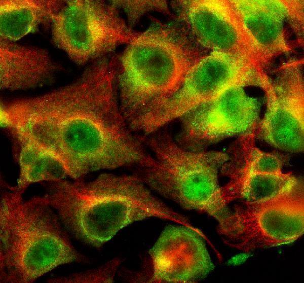 a10000 1 pdcl3 primary antibodies if testing 3